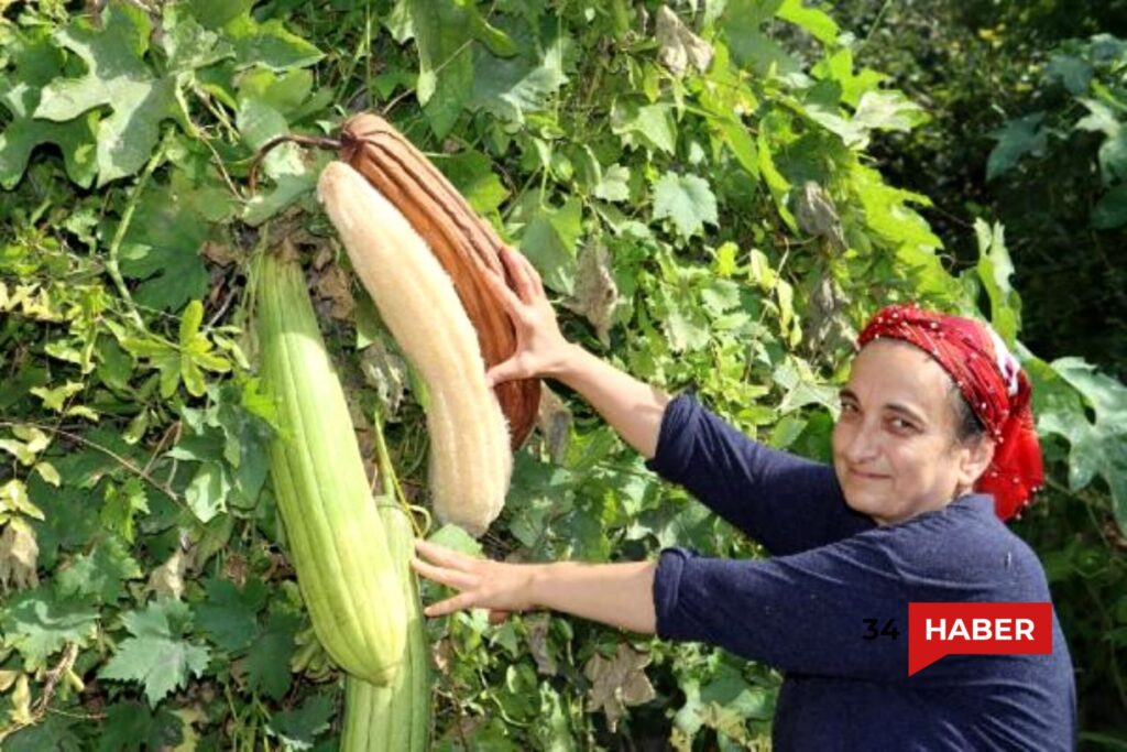 kabak lifi faydaları